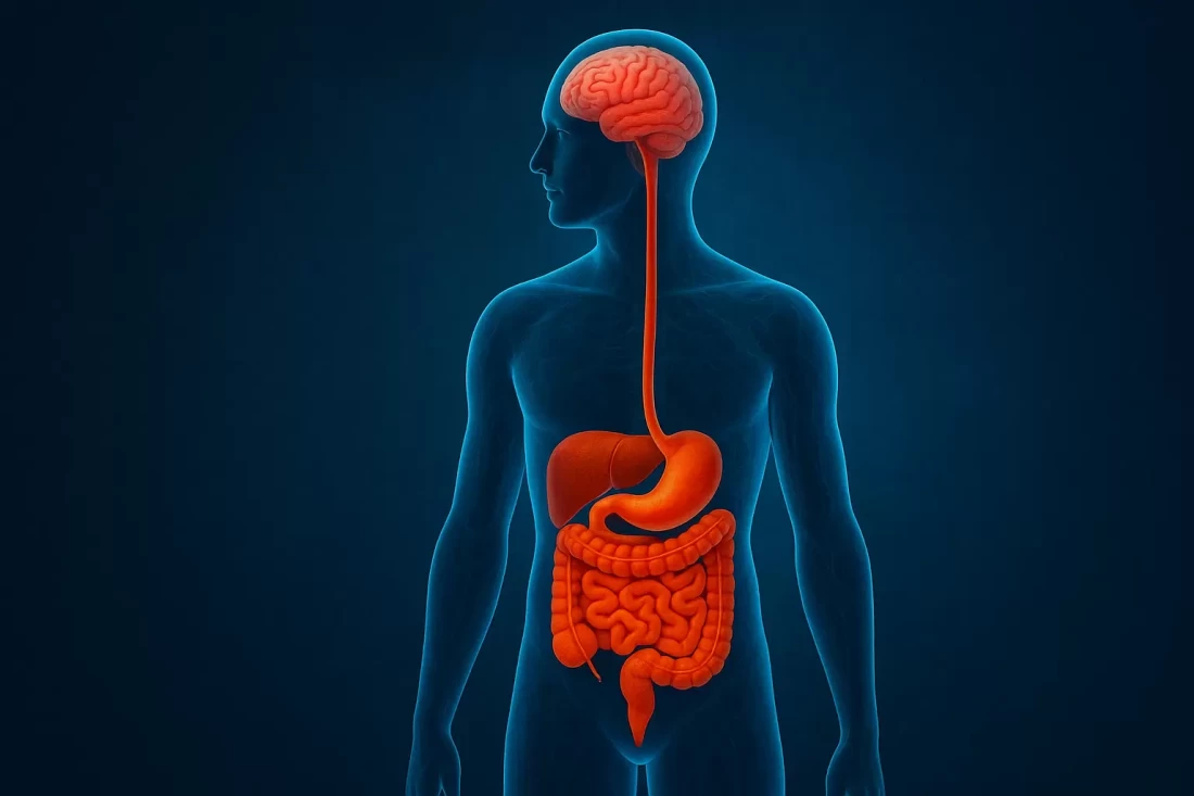 how-human-metabolism-works